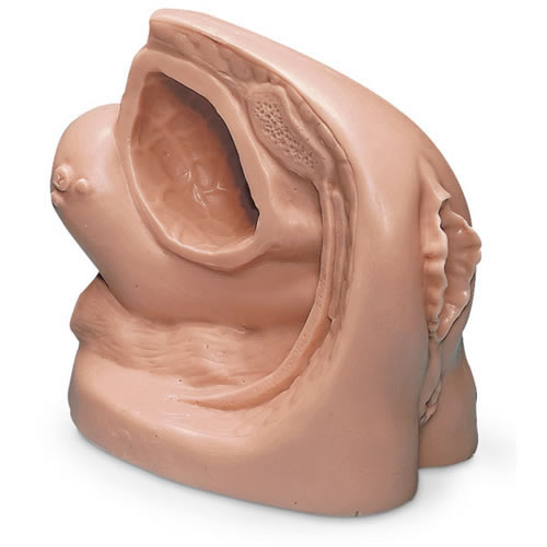 Female Catheterisation Model