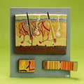 Skin,4-Part Model