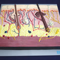 Skin Section