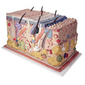 Skin Block Model, 70x Life Size