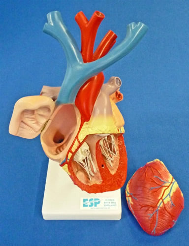 Heart Enlarged, Flexible Model