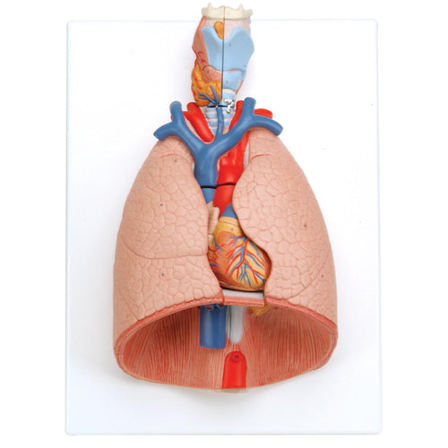 Heart & Lungs