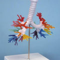 Bronchial Tree with Larynx