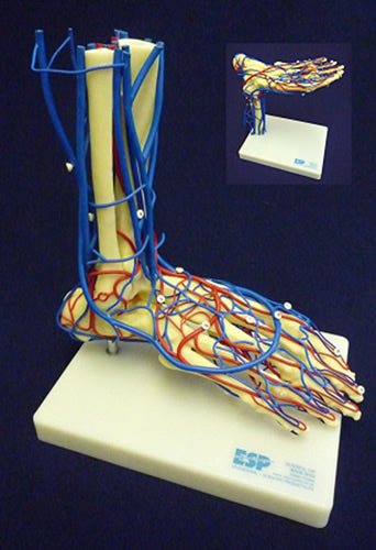 Vascular Foot