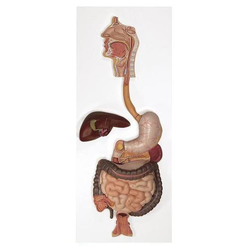 Digestive System