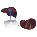 Liver