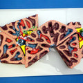 Liver Lobule