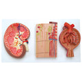Kidney, Nephron and Glomerulus Model