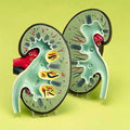 Kidney Model