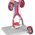 Urogenital Organs, Male