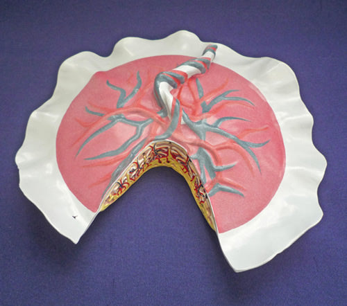 Placental Circulation