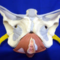 Pelvis, Nerves, Floor & Ligmts