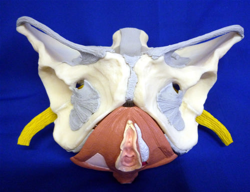 Pelvis, Nerves, Floor & Ligmts
