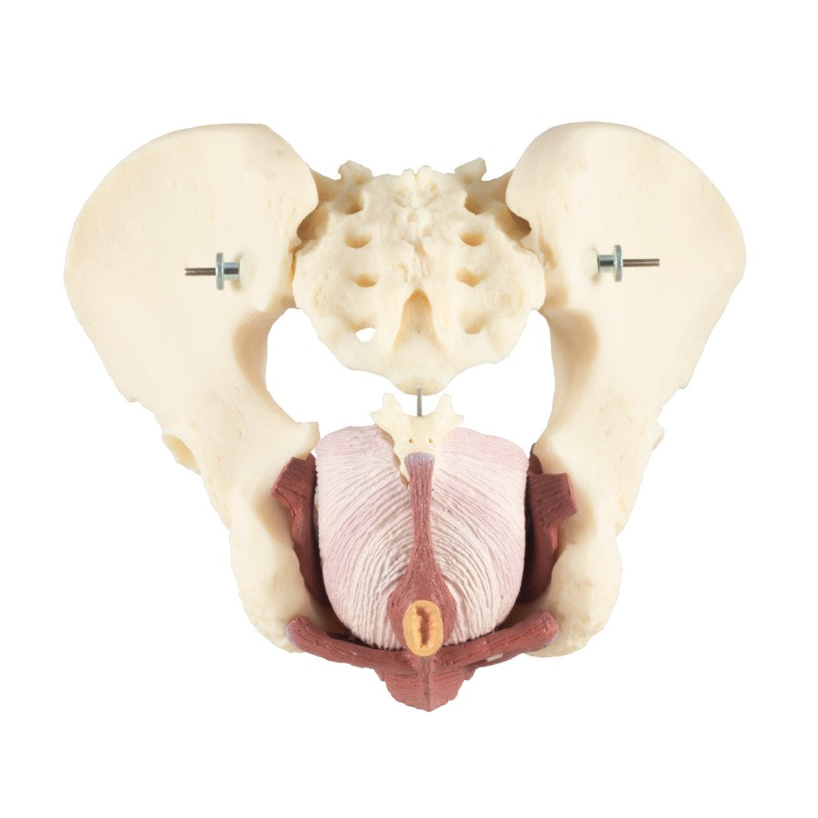 Dorey Male Pelvis & Pelvic Floor