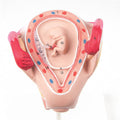 Embryo In Uterus 2nd Month