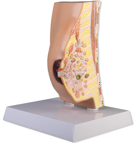 Breast Cross Section